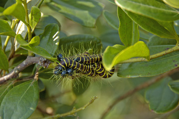 catterpillars in a bush