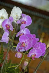 Fototapeta premium orchid plants