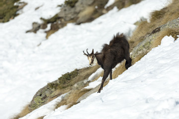 running chamois in the alps