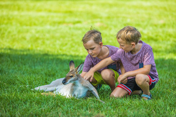 Two little boys sitting on the grass and touching australian kangaroo