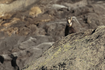 Chamois