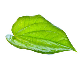 Fototapeta na wymiar Wildbetal Leafbush (Piper sarmentosum) isolated on white