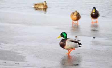 утки на пруду