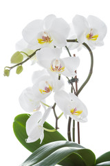 Naklejka na ściany i meble White orchid flower with leaves