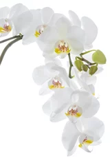 Deurstickers White orchid flower hanging © laszloszelenczey