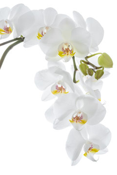 Fototapeta White orchid flower hanging