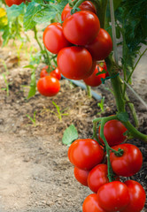 Ripe tomatoes in garden ready to harvest