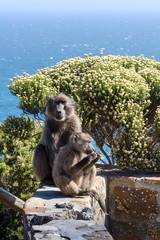 Mother and Baby Baboon