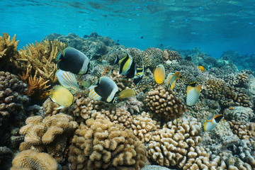 Colorful tropical fish underwater on a coral reef, natural scene, lagoon of Rangiroa, Tuamotu,...