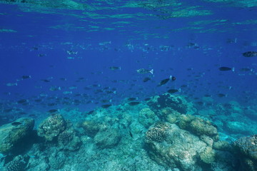 Fototapeta na wymiar Tropical fish schooling (mostly short-nosed unicornfish) underwater at the edge of a coral reef barrier, Rangiroa, Tuamotu, Pacific ocean, French Polynesia 