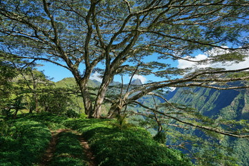 Path under a large tree with mountains in background, Tahiti, French Polynesia, south Pacific islands
