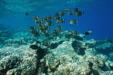 Fototapeta na wymiar Underwater life a school of fish whitespotted surgeonfish, Acanthurus guttatus, over a coral reef, Rangiroa, Tuamotu, Pacific ocean, French Polynesia 