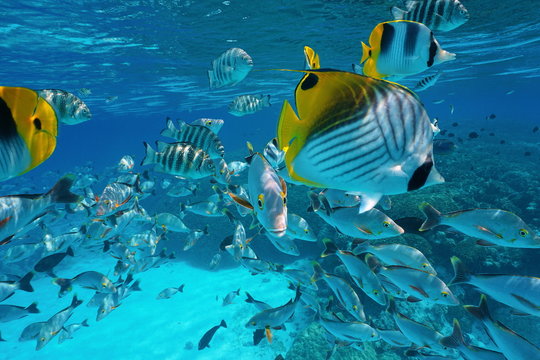 Pacific ocean tropical shoal of fish underwater with snapper, damselfish and butterflyfish close to water surface, French Polynesia, atoll of Rangiroa,Tuamotu
