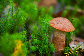 beautiful cap boletus growing in forest