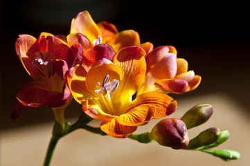 Close up blossom of red and yellow freesia flower with buds on dark background - obrazy, fototapety, plakaty