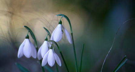 'bucaneve in fiore' © cocci65
