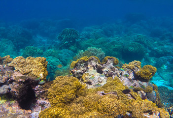 Underwater landscape with round coral and stone in yellow and brown color palette.