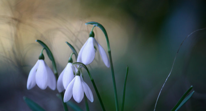 'bucaneve in fiore'