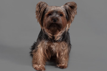 sad yorkshire terrier sitting on a gray background, studio