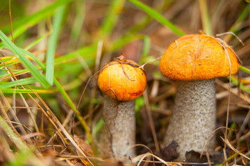 beautiful cap boletus growing in forest