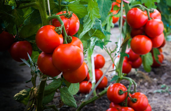 Ripe Tomatoes In Garden Ready To Harvest