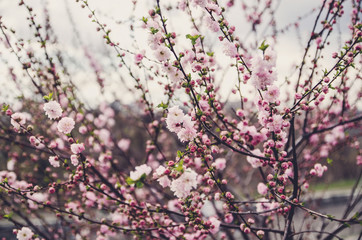 Flowers of blossom tree