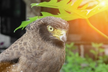 Falcon Peregrine or golden eagle, Closeup with sunset light tone