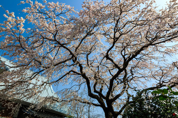 宝珠寺のヒメ枝垂れ桜