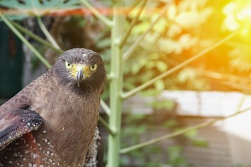 Falcon Peregrine or golden eagle, Closeup with sunset light tone