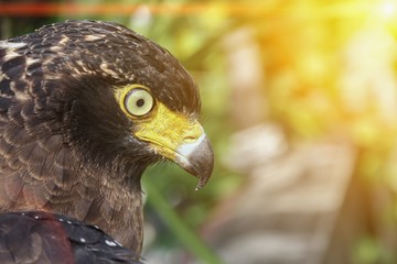 Falcon Peregrine or golden eagle, Closeup with sunset light tone