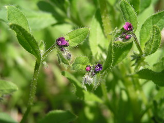 Purple flowers lungwort in the spring.   Flowers lungwort  like bells close up. Honey plants Ukraine. Collect pollen from flowers and buds