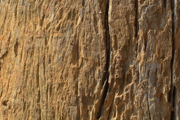 tree wood texture background