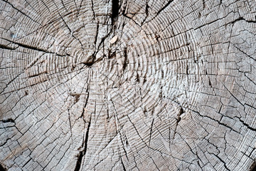 Dark wood texture. Abstract background