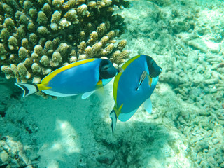 Unterwasserleben Malediven