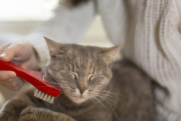 Cat enjoying brushing