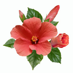 pink hibiscus flowers leaves and buds isolated on white background