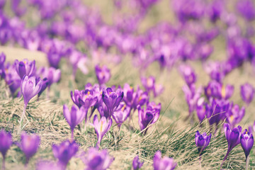 Obraz na płótnie Canvas Beautiful violet crocuses flower growing on the dry grass, the first sign of spring. Seasonal easter background.