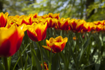 Tulips in spring,colourful tulip