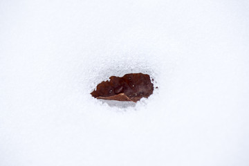 Single leaf on snow, close-up