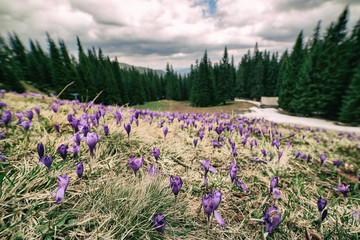 Spring mountain landscape with violet crocuses blooming on the meadow. Green forest and clouds are on background