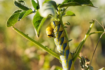 Acherontia Atropos Caterpillar eat Potato Plant