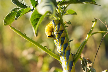 Acherontia Atropos Caterpillar eat Potato Plant