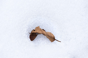 Single leaf on snow, close-up