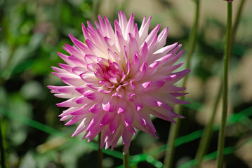 Dahlia cactus blanc et rose au jardin en été