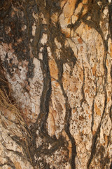 bark pine tree