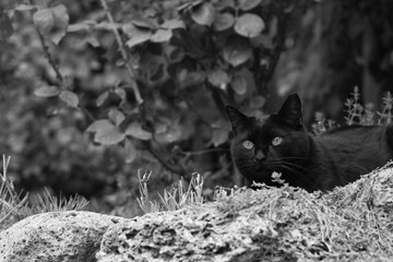 Black Cat  in the Garden 