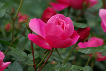 Rose en bouton au jardin au printemps