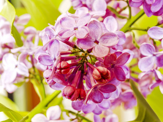 Fototapeta na wymiar Lilac in blossom