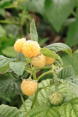 Rubus idaeus Golden 1