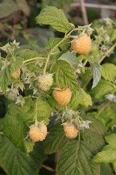 Rubus idaeus Golden 